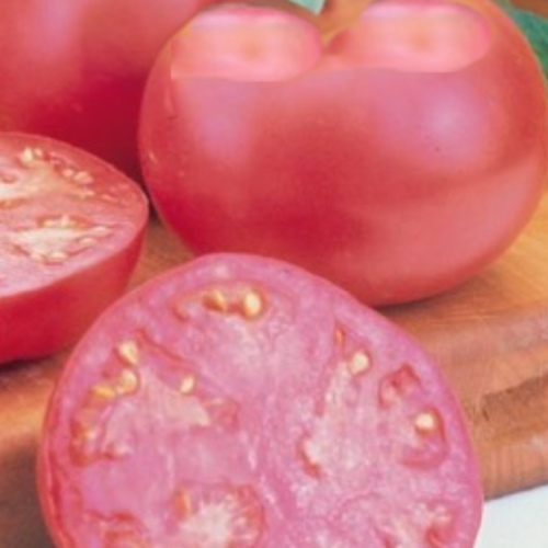 Tomate rose 'Pink Girl' - BIO - Semences