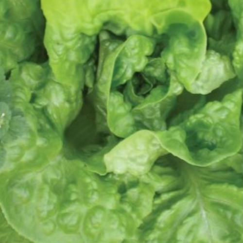 Laitue Boston - BIO - Semences