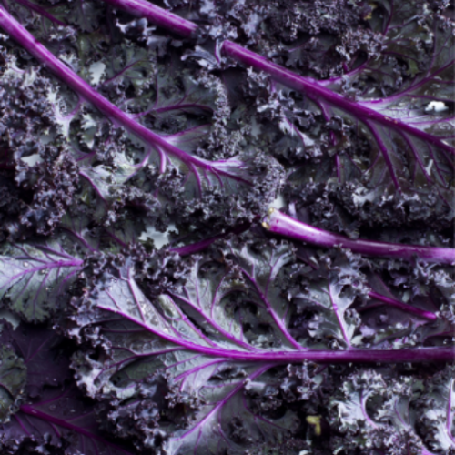 Chou kale 'Scarlet Rouge' - Semences