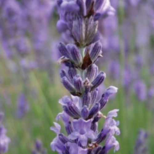 Lavande 'Angustifolia' - BIO - Semences