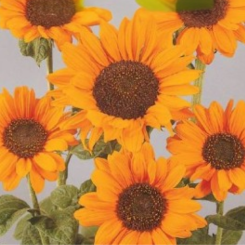 Tournesol 'Soraya' - Semences