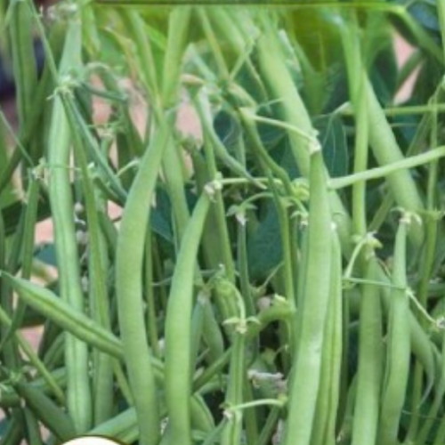 Haricot Vert 'Mascotte' - Semences