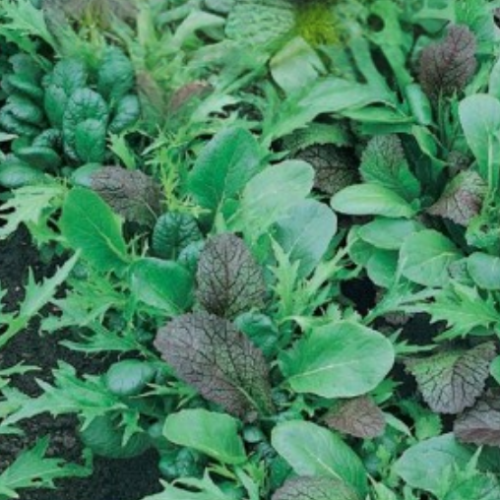 Laitue mesclun - BIO - Semences