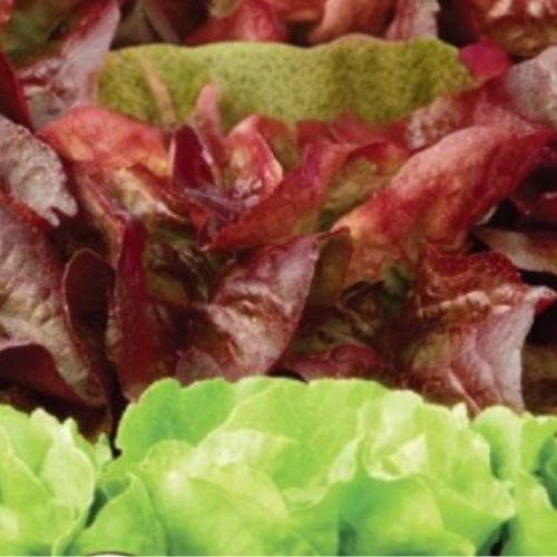 Mini Romaine mélange - BIO - Semences