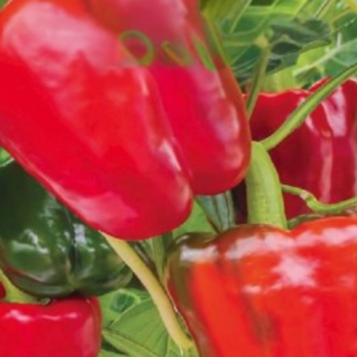 Poivron doux Rouge - BIO - Semences