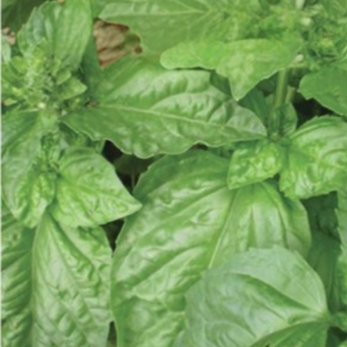 Basilic 'Feuille de laitue' - Semences