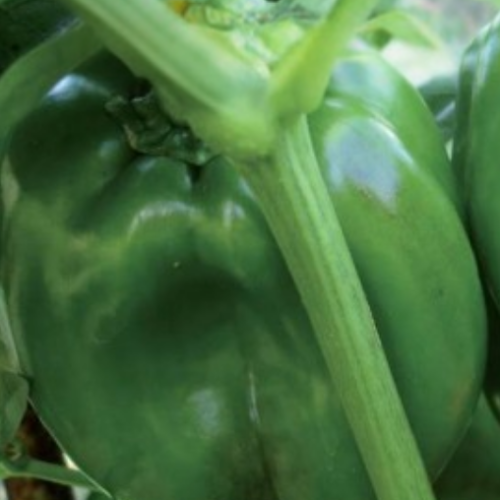 Poivron doux vert - Piment - Semences