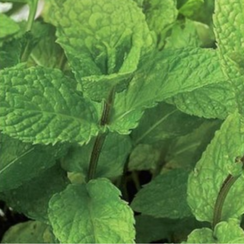 Menthe verte - Semences