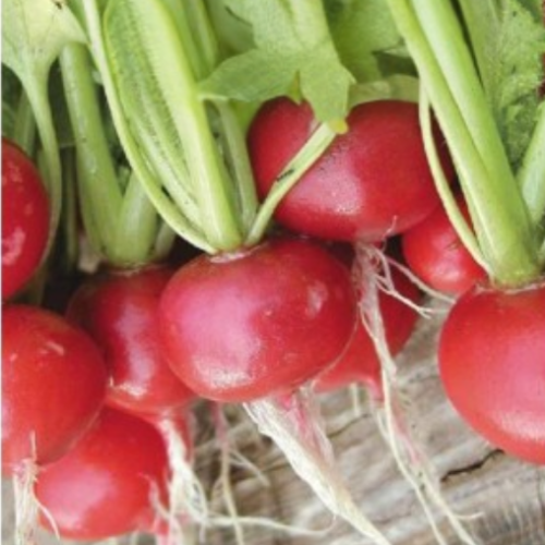 Radis 'Early Scarlet Globe' - BIO - Semences