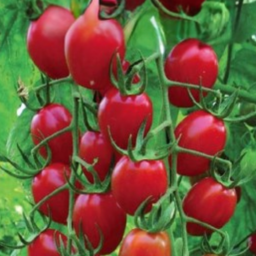 Tomate 'Raisin rouge' - BIO - Semences