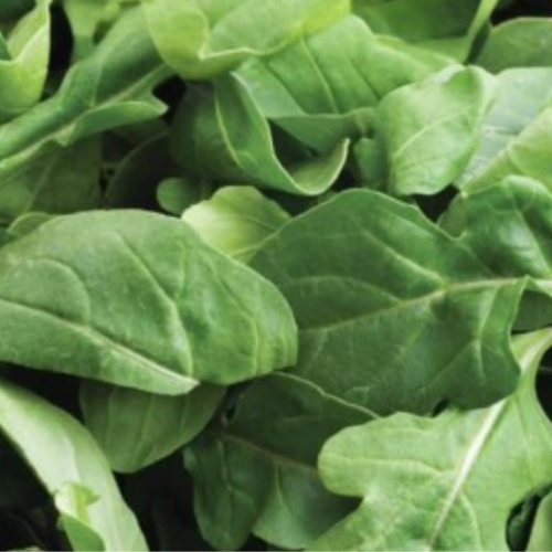 Roquette cultivée - BIO - Semences