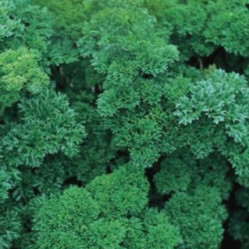 Persil frisé vert foncé - BIO - Semences