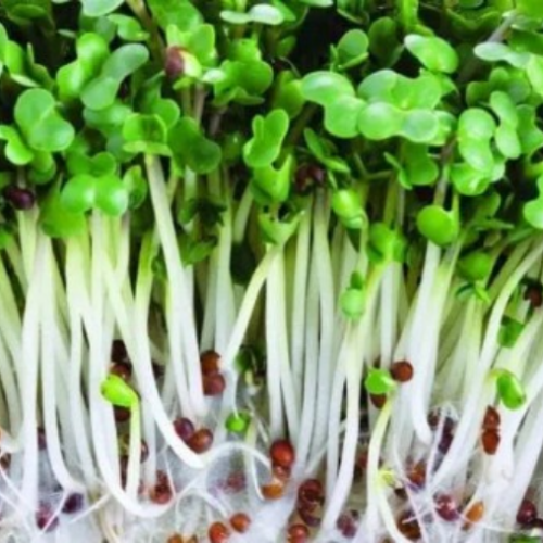 Germe et pousse Brocoli - BIO - Semences