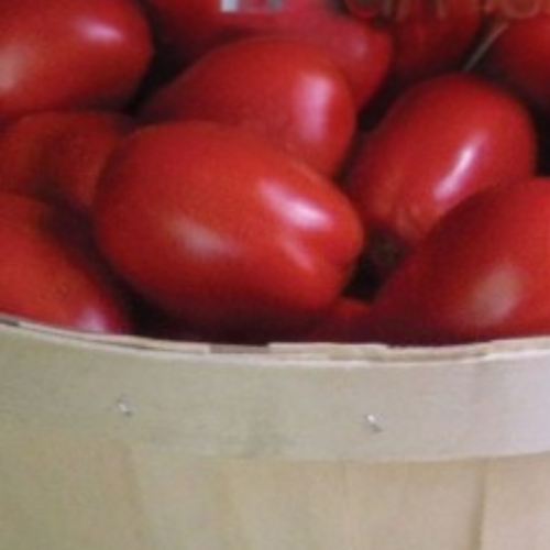 Tomate Italienne 'Plum Regal' - BIO - Semences