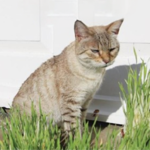 Herbe à chat - BIO - Semences