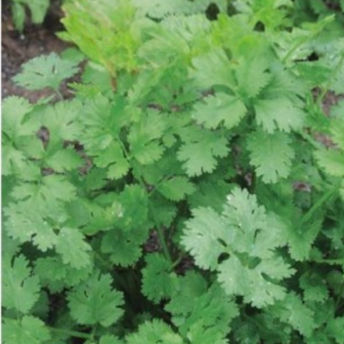 Coriandre - BIO - Semences