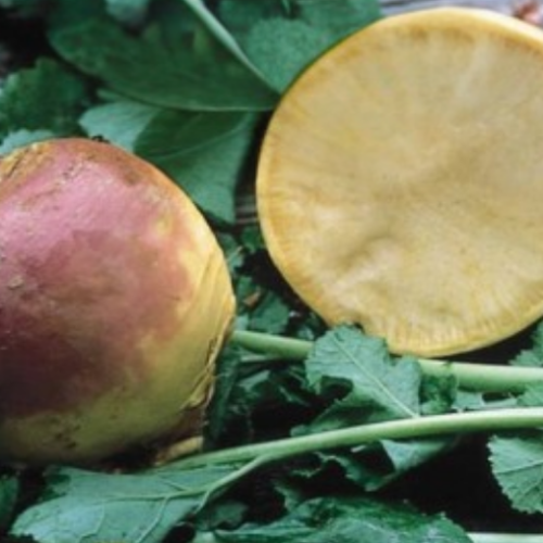 Rutabaga 'Laurentien Thomson' - Semences