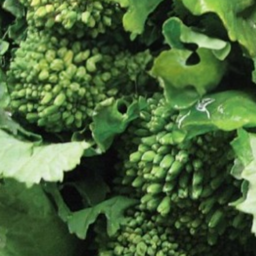 Rapini - Semences