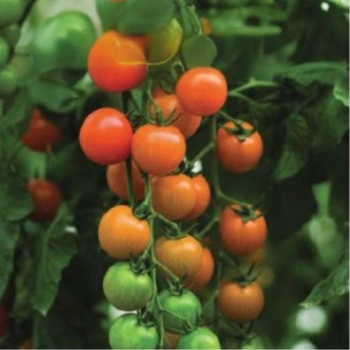 Tomate cerise 'Toronjina' - Semences