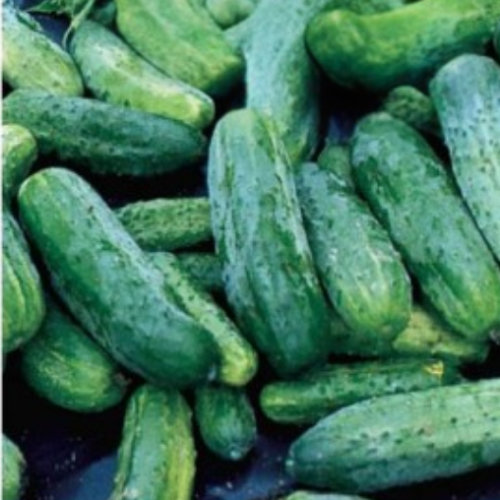 Cornichon vert - BIO - Semences