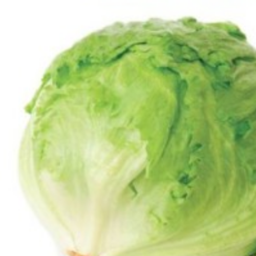 Laitue pommée verte - BIO - Semences