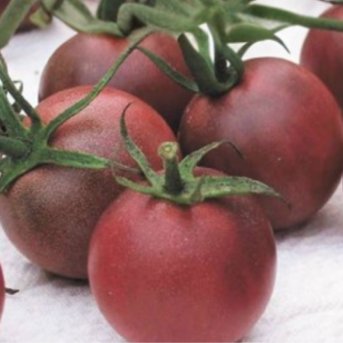 Tomate cerise noire - BIO - Semences