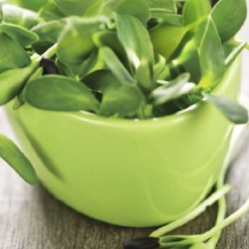 MicroPousse de tournesol - BIO - Semences