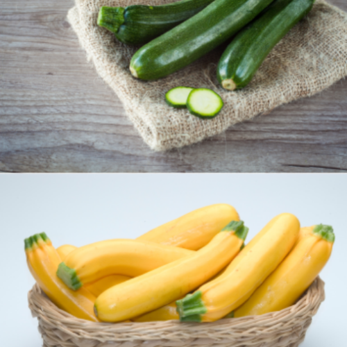 Courge Zucchini mix - Semences