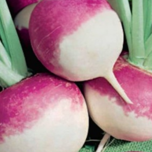 Navet de jardin 'Blanc globe à collet viollet' - BIO - Semences