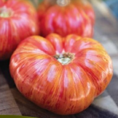 Tomate du patrimoine rayée - Semences