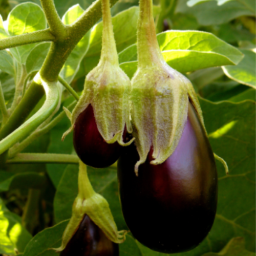 Aubergine 'Pot Black' - BIO - Semences