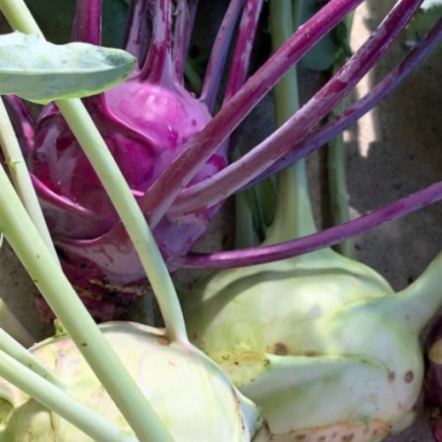 Chou-rave en mélange - Bio - Semences