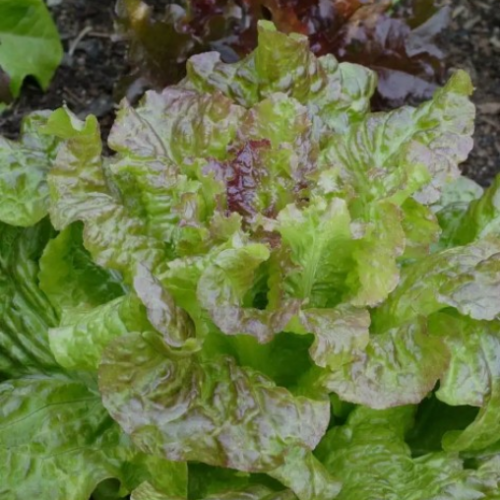 Laitue Femme ivre - Semence