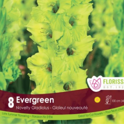 Bulbe de Glaïeul type Nouveauté Allemande 'Evergreen'