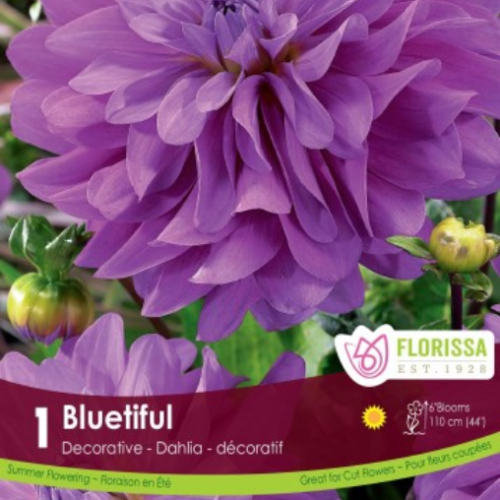 Bulbe de Dahlia  'Bluetiful'