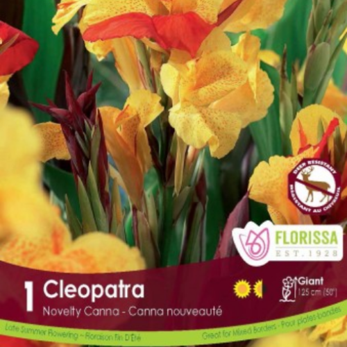 Bulbe de  Canna  'Cleopatra'