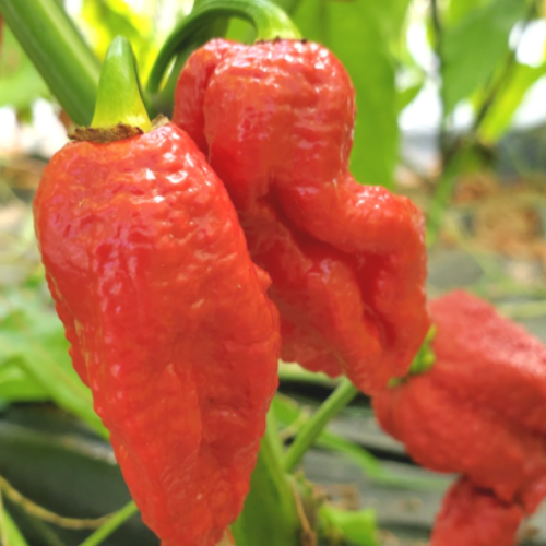 Piment Fort 'Apocalypse' - Semences BIO
