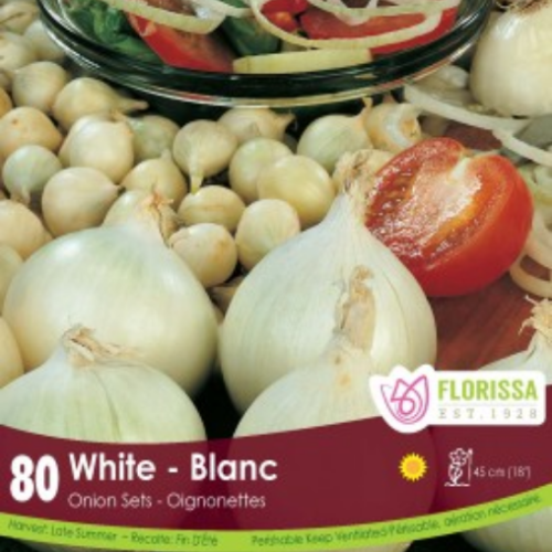 Bulbes oignons blanc