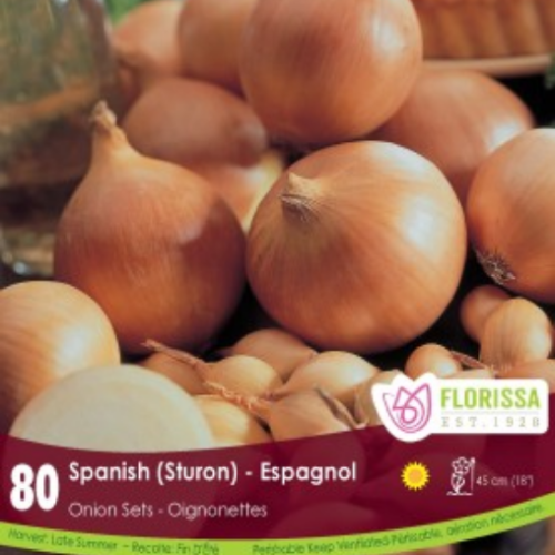 Bulbes oignons Espagnol 'Sturon'