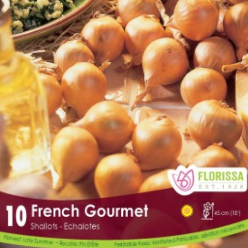 Bulbes d'échalotes Française