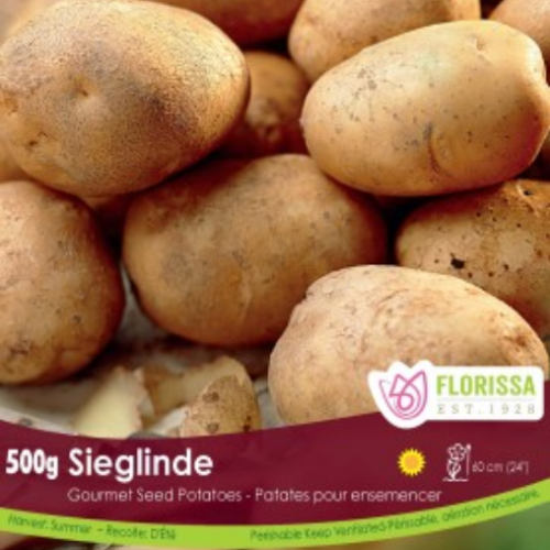Semence Patate-Pomme de terre 'Sieglinde'