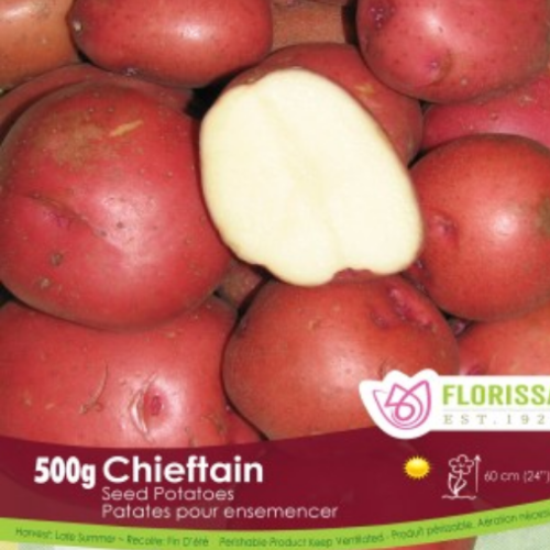 Semence BIO Patate-Pomme de terre 'Chieftain'