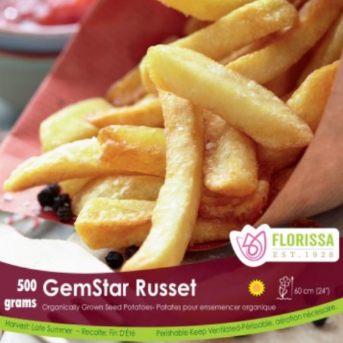 Semence BIO Patate-Pomme de terre 'GemStar Russet'