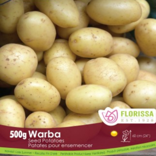 Semence BIO Patate-Pomme de terre 'Warba'