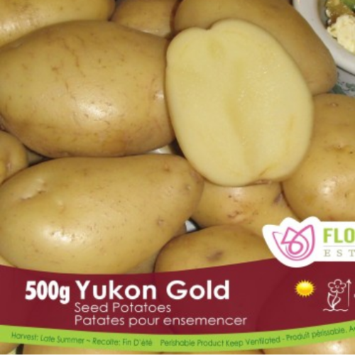 Semence BIO Patate-Pomme de terre 'Yukon Gold'