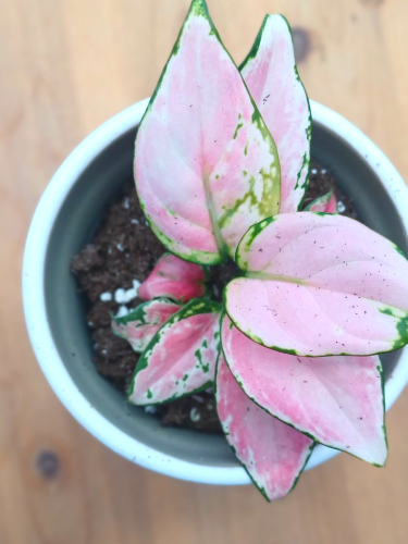 Aglaonema 'Geely Red' - pot de 4''