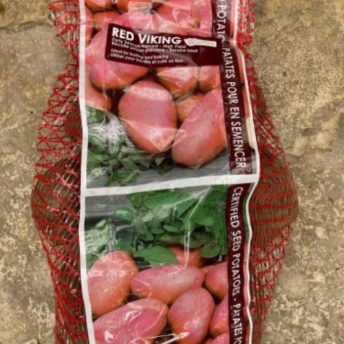 Semence Patate-Pomme de terre 'Red Viking'