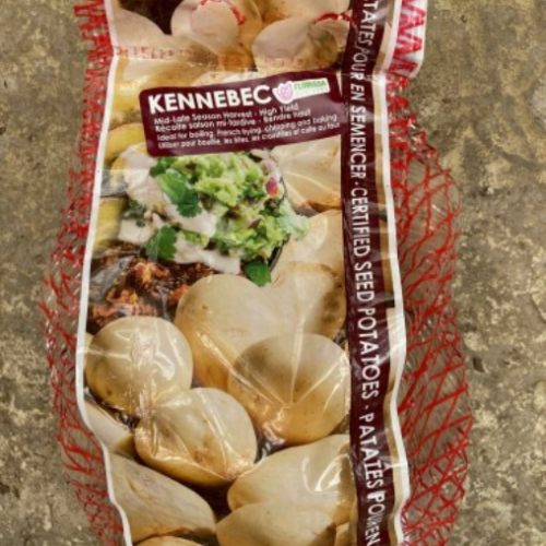 Semence Patate-Pomme de terre 'Kennebec'