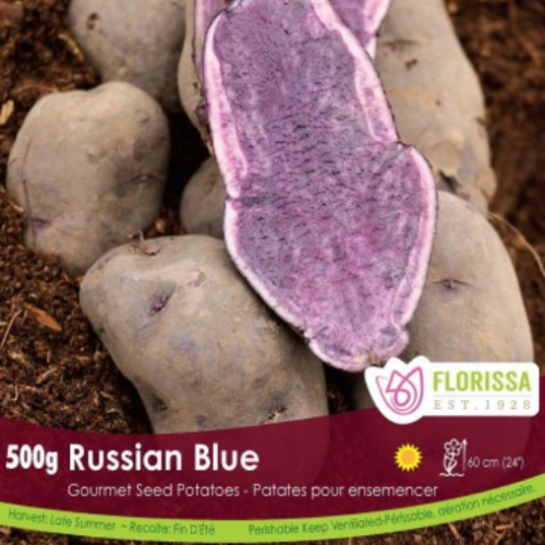 Semence Patate-Pomme de terre 'Russian Blue'