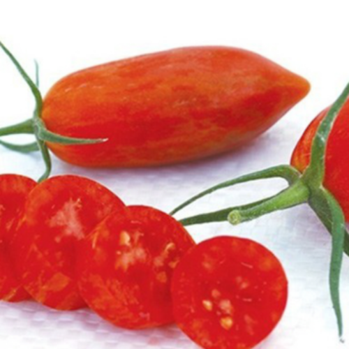 Tomate cerise 'Prairie Fire' - BIO - Semences